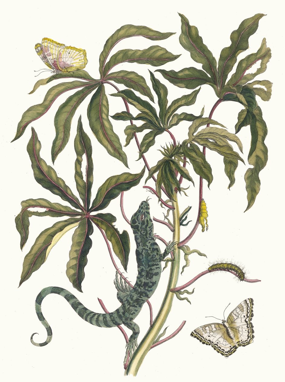 Cassave. A Metamorphosis insectorum Surinamensium könyvből, 1705. alkotó: Maria Sibylla Merian