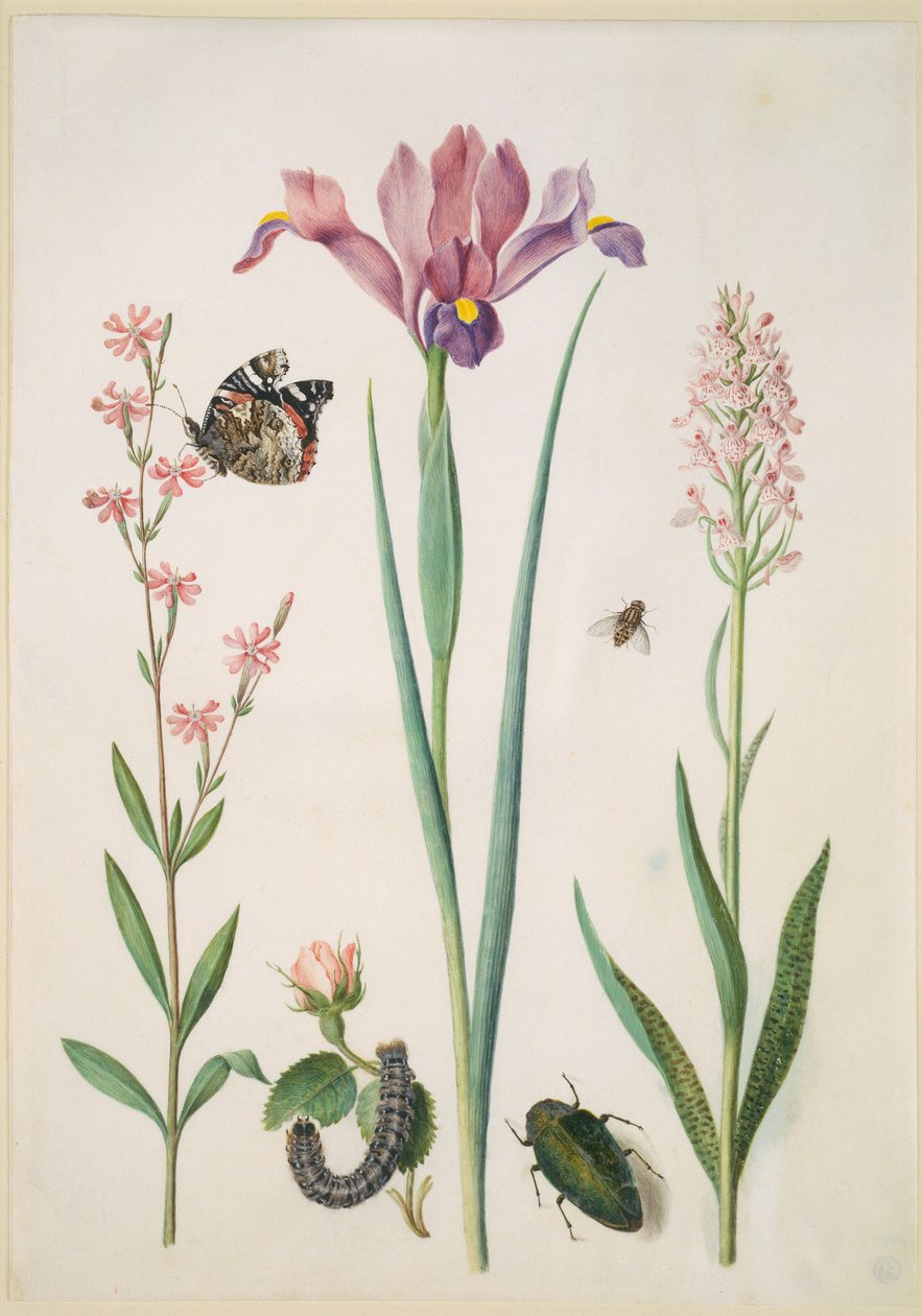 Enyves mécsvirág admirálpillangóval, rózsa rókalepkével, nőszirom, zengőlégy, díszbogár és orchidea alkotó: Maria Sibylla Merian