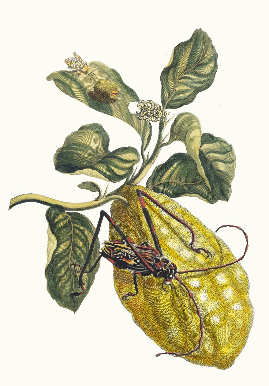 Citronier. A Metamorphosis insectorum Surinamensium könyvből, 1705. alkotó: Maria Sibylla Merian