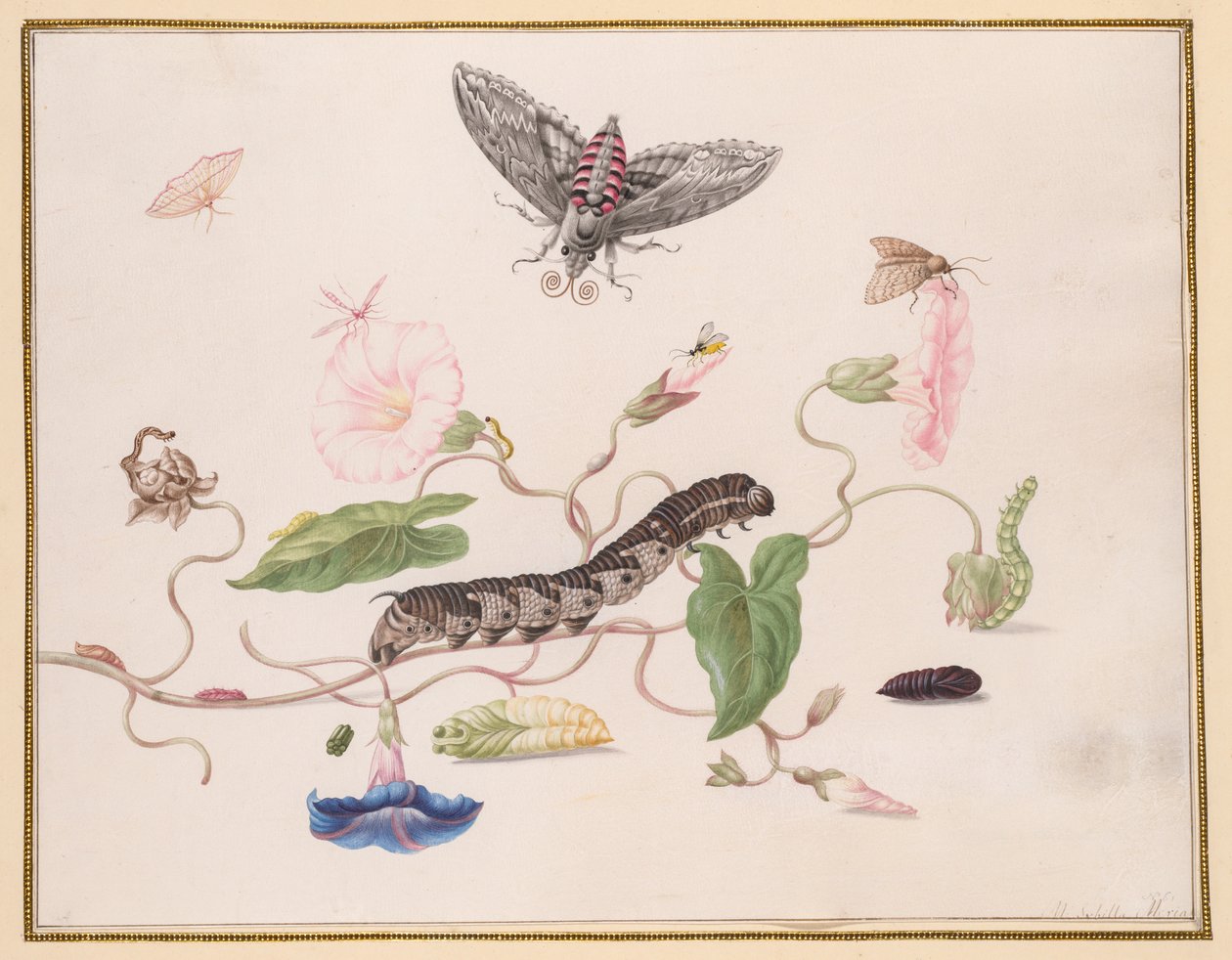 Convolvulus és Metamorphosis of the Convolvulus Hawk Moth alkotó: Maria Sibylla Merian