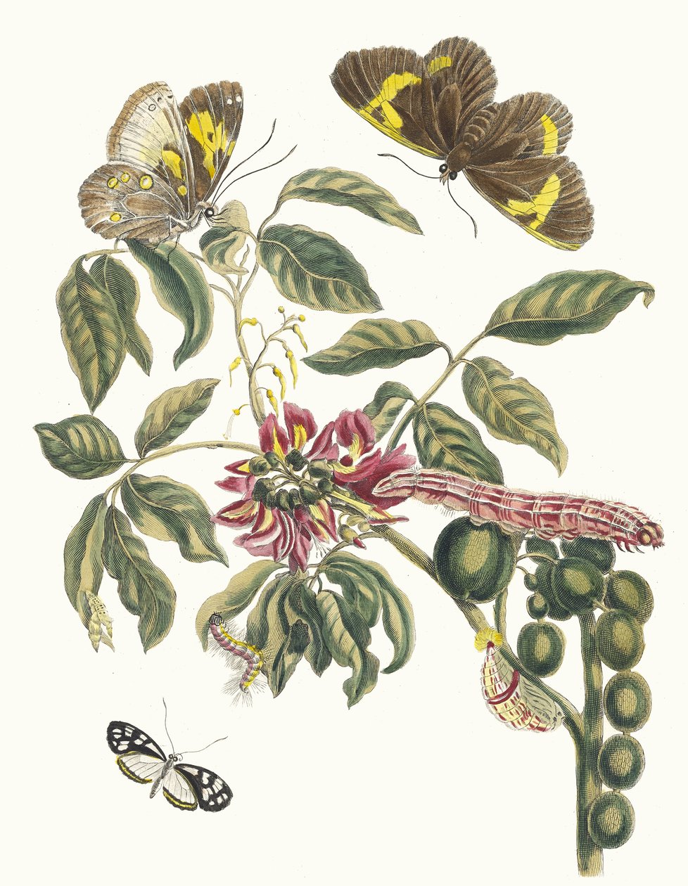 Coronilla Americana Arborescens. A surinamei rovarok metamorfózisa című könyvből, 1705. alkotó: Maria Sibylla Merian
