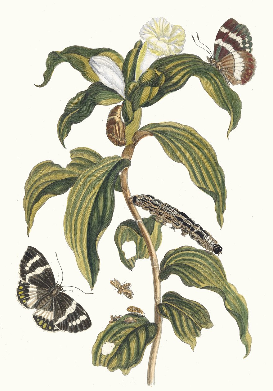 arab költség. A surinamei rovarok metamorfózisa című könyvből, 1705. alkotó: Maria Sibylla Merian
