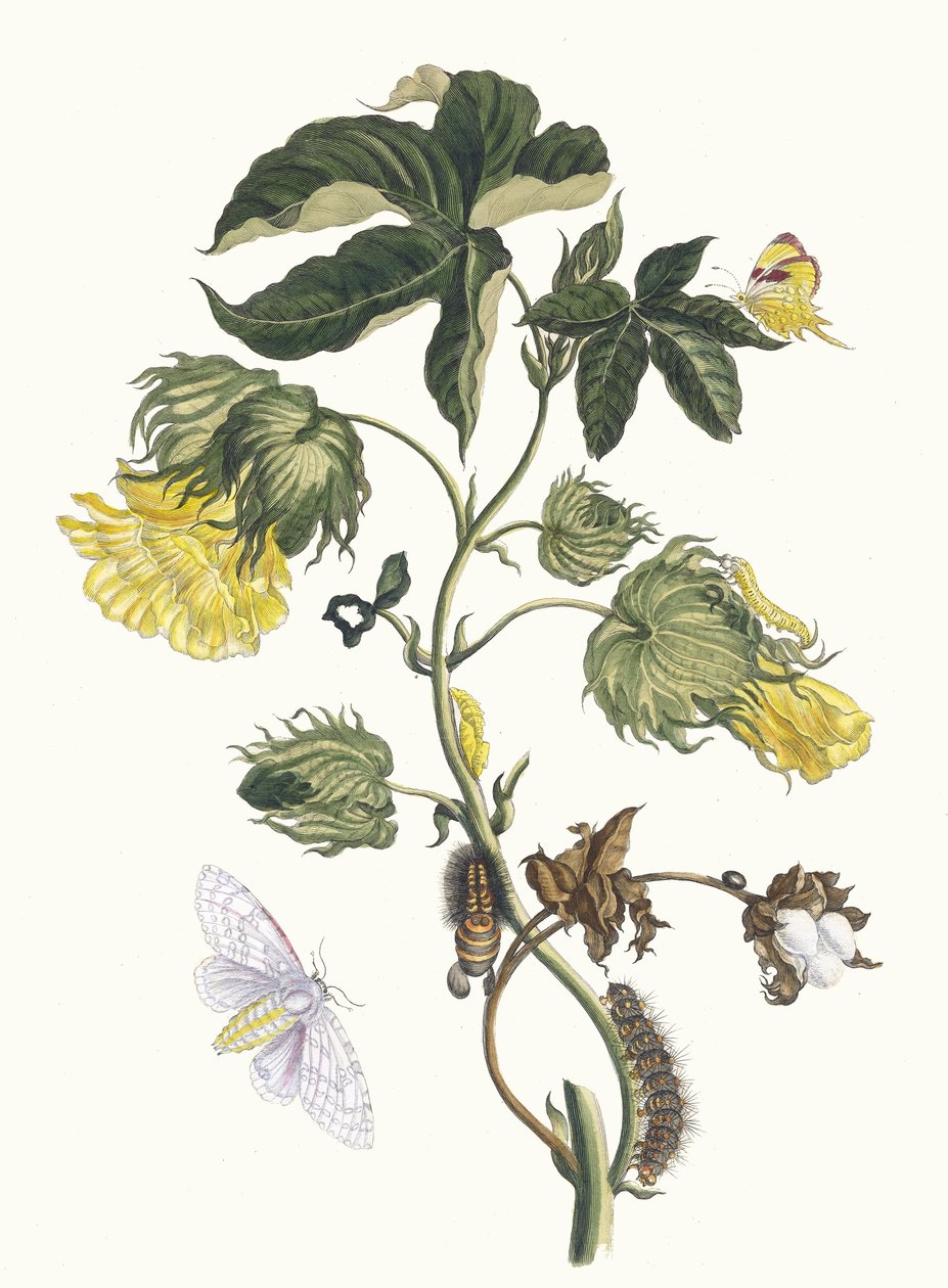 Cotonier. A Metamorphosis insectorum Surinamensium könyvből, 1705. alkotó: Maria Sibylla Merian
