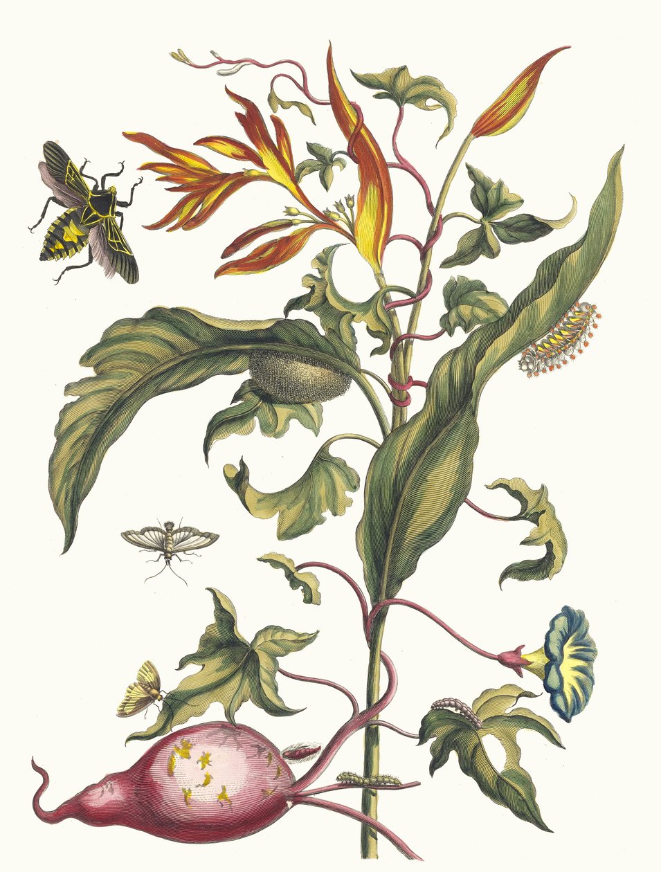 Ipomoea batatas és Heliconia psittacum. A Metamorphosis insectorum... könyvből, 1705. alkotó: Maria Sibylla Merian