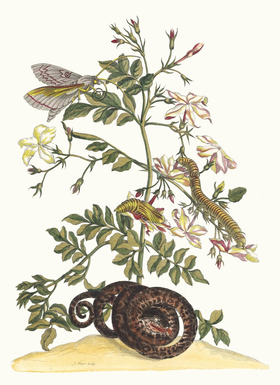Jasminum grandiflorum. A Metamorphosis insectorum Surinamensium könyvből, 1705. alkotó: Maria Sibylla Merian
