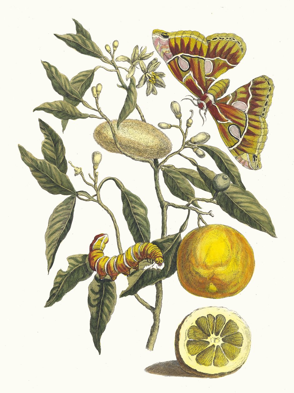 Citrom. A Metamorphosis insectorum Surinamensium könyvből, 1705. alkotó: Maria Sibylla Merian