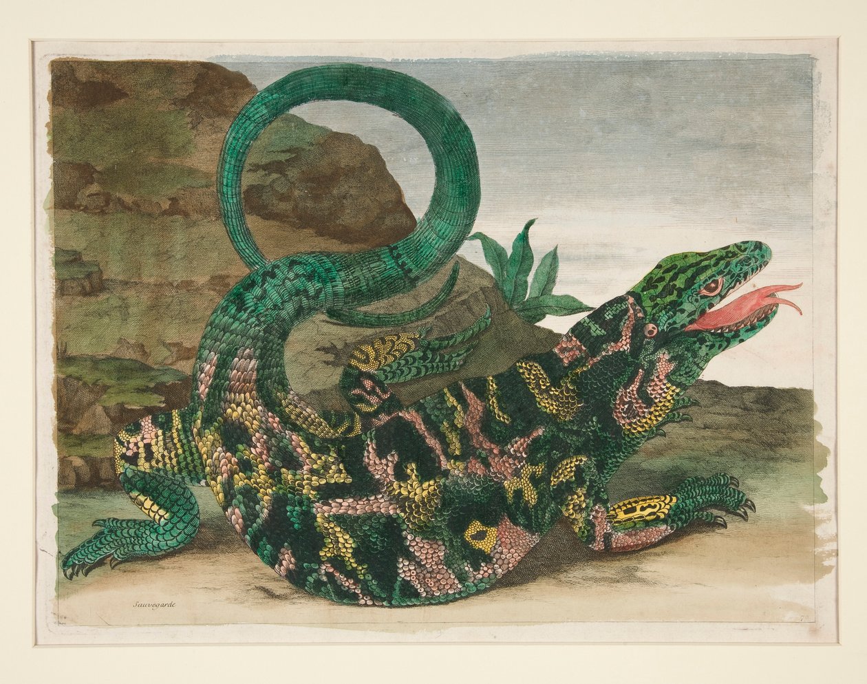 Gyík, a Metamorphosis Insectorum Surinamensiumból alkotó: Maria Sibylla Merian