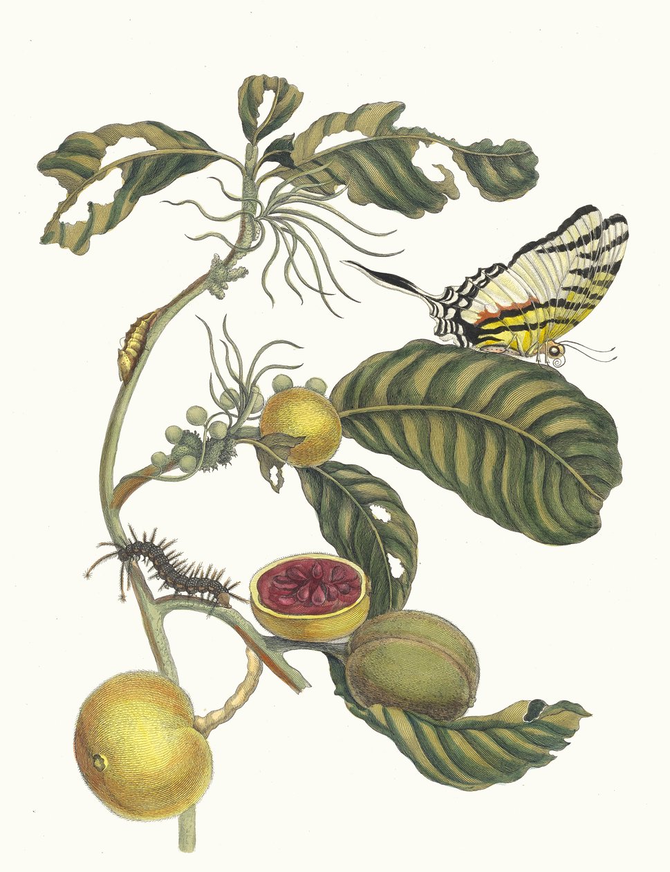 Marmelade doosjes Boom. A Metamorphosis insectorum Surinamensium könyvből, 1705. alkotó: Maria Sibylla Merian
