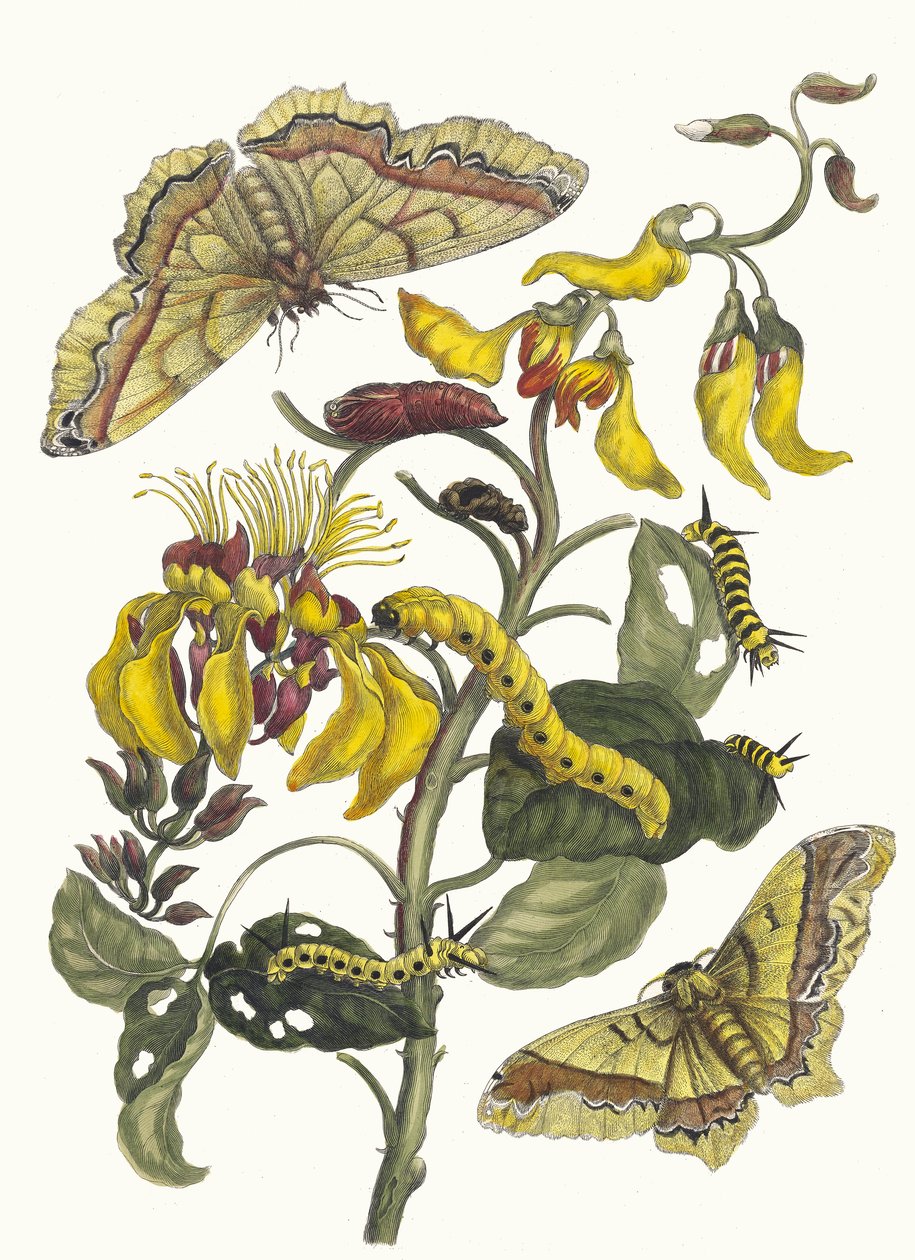 Pallisaden-boom. A Metamorphosis insectorum Surinamensium könyvből, 1705. alkotó: Maria Sibylla Merian