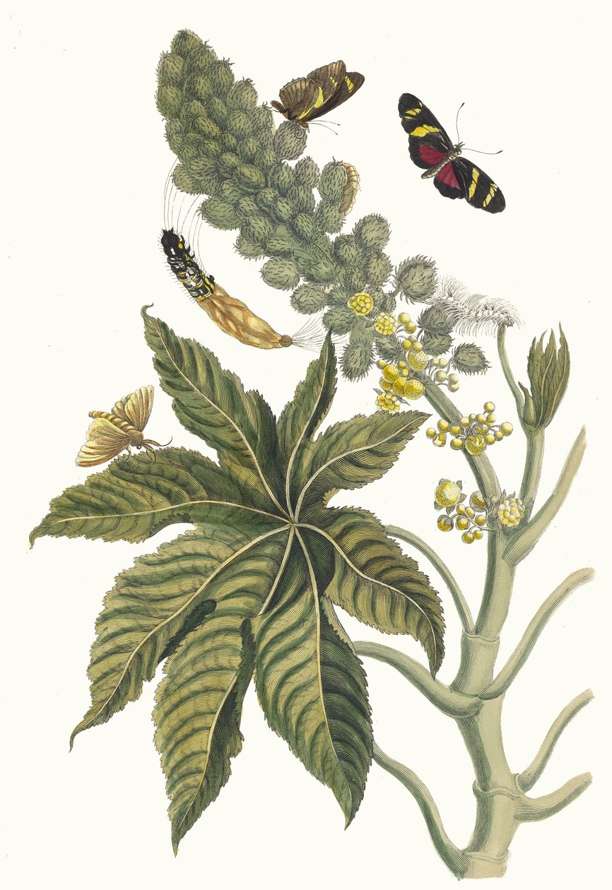 Palma Christi. A Metamorphosis insectorum Surinamensium könyvből, 1705. alkotó: Maria Sibylla Merian