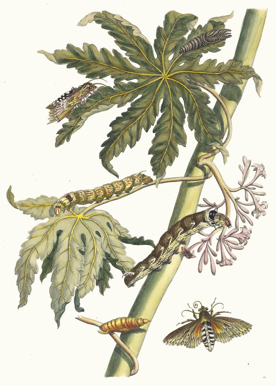 Papay. A Metamorphosis insectorum Surinamensium könyvből, 1705. alkotó: Maria Sibylla Merian