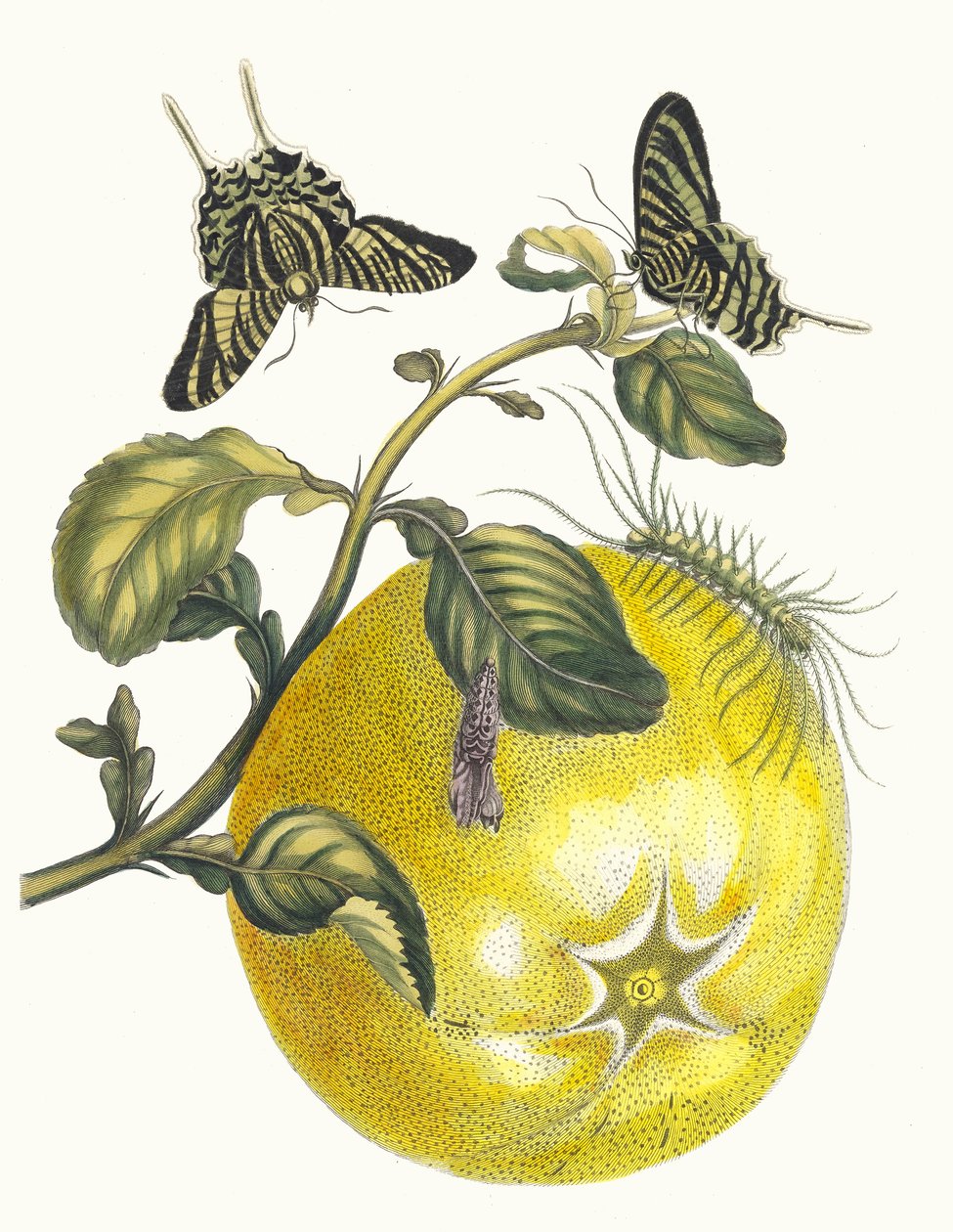 Pompelmous. A Metamorphosis insectorum Surinamensium könyvből, 1705. alkotó: Maria Sibylla Merian