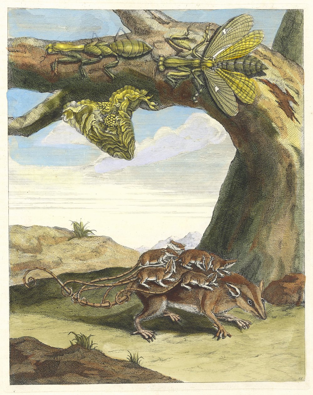 Erdő patkány. A Metamorphosis insectorum Surinamensium könyvből, 1705. alkotó: Maria Sibylla Merian