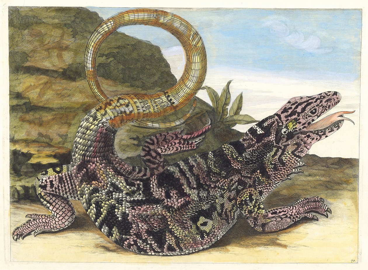 Sauvegarde. A Metamorphosis insectorum Surinamensium könyvből, 1705. alkotó: Maria Sibylla Merian