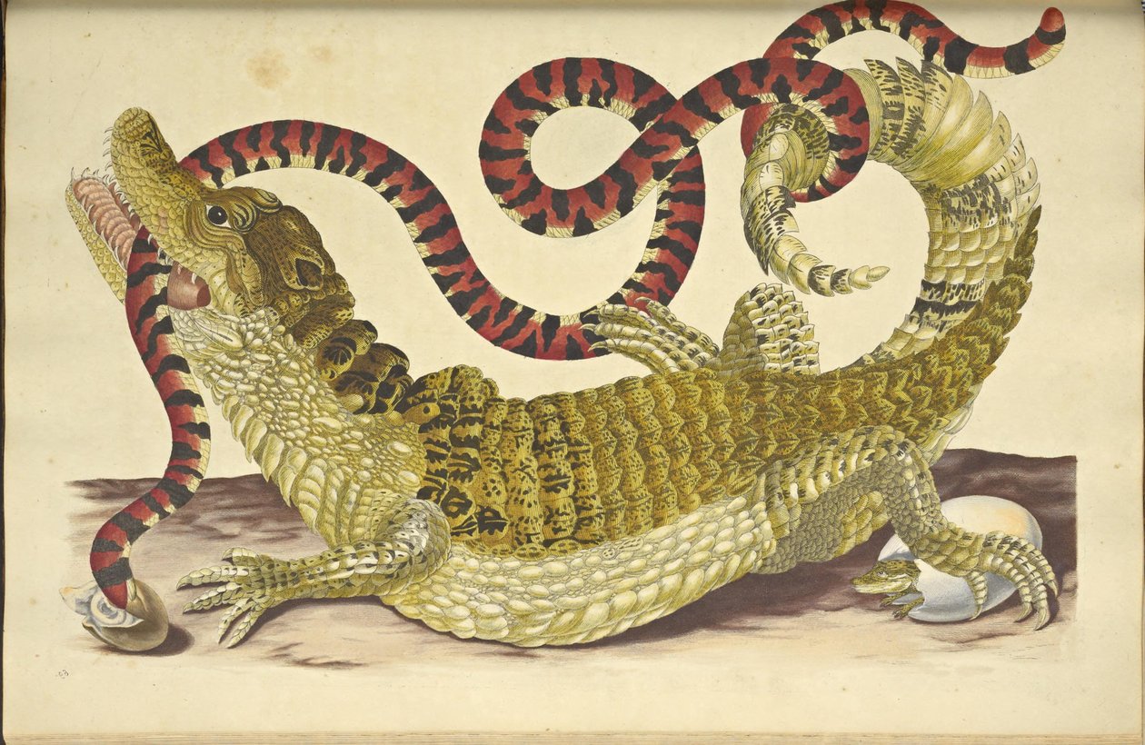 Szemüveges Caiman Caiman krokodil és egy hamis korallkígyó, 1705. alkotó: Maria Sibylla Merian