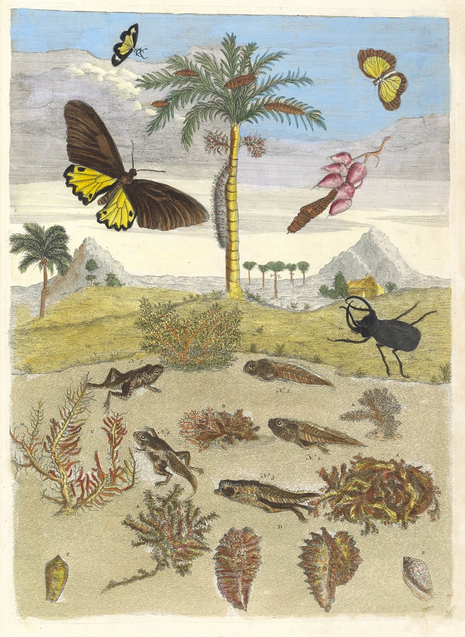 Szarvasbogár, kétéltűek és pálmafák. A Metamorphosis insectorum... könyvből, 1705. alkotó: Maria Sibylla Merian