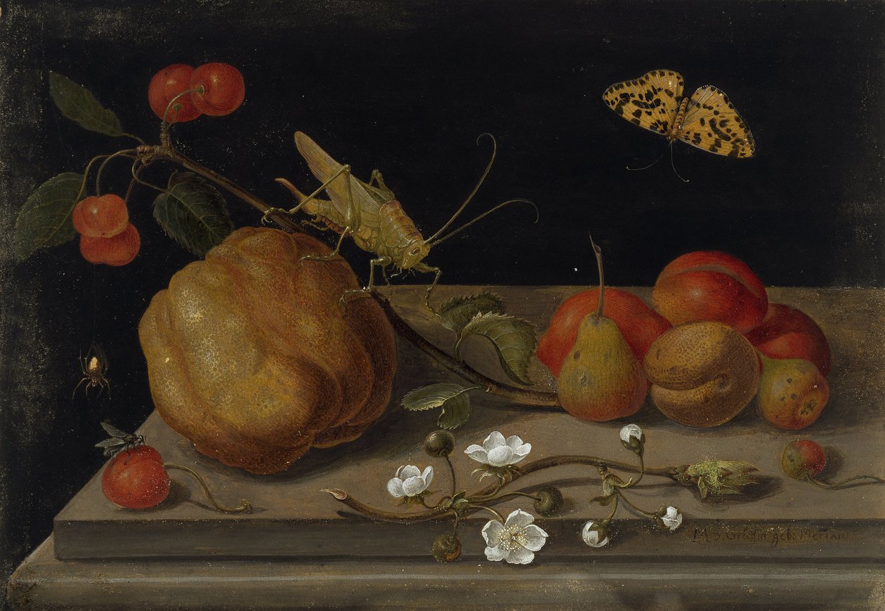 Csendélet gyümölccsel, szöcskével és pillangóval, 1670 és 1680 között. alkotó: Maria Sibylla Merian