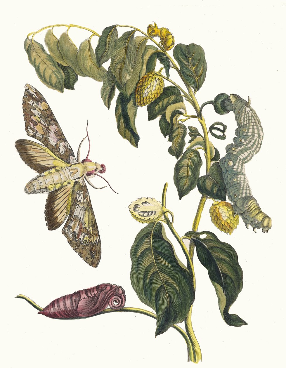 Zursak. A Metamorphosis insectorum Surinamensium könyvből, 1705. alkotó: Maria Sibylla Merian