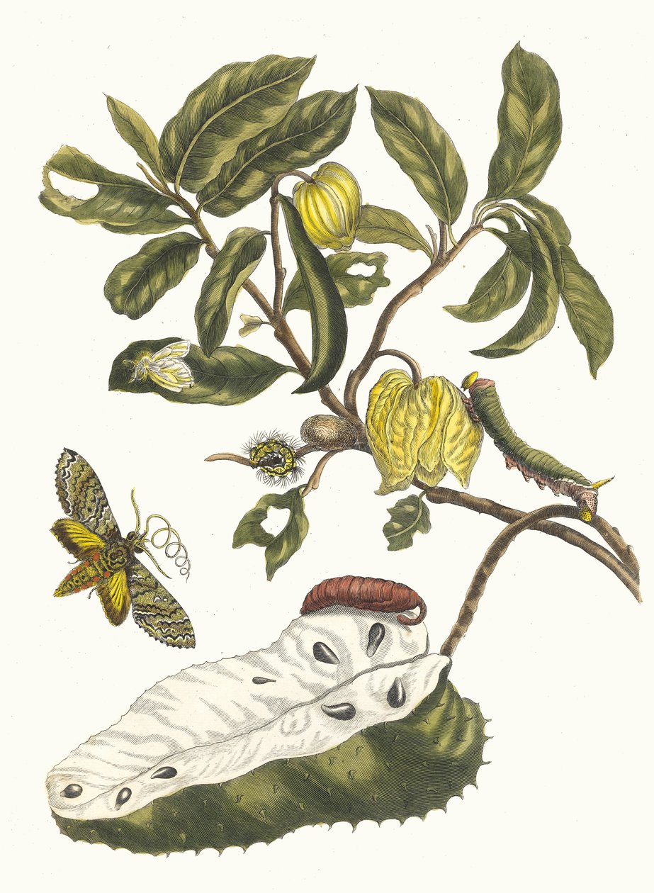 Zuursak. A Metamorphosis insectorum Surinamensium könyvből, 1705. alkotó: Maria Sibylla Merian