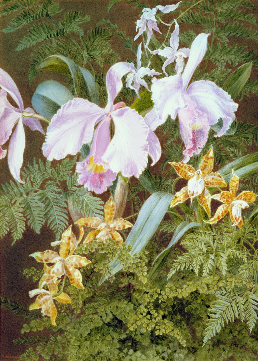 Orchideák (wc és testszín papíron) alkotó: Marian Emma Chase