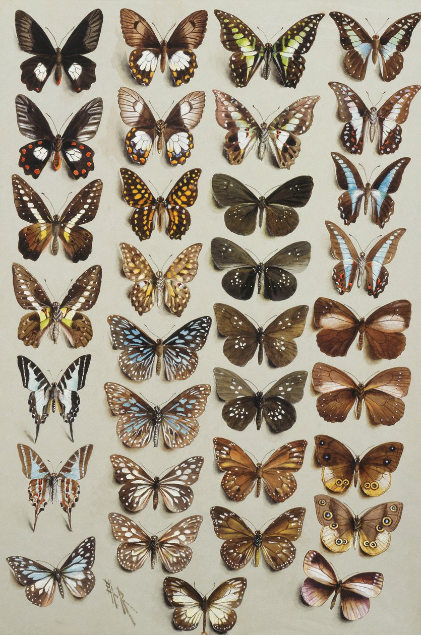 Harminchárom lepke, négy oszlopban, a Papilionidae és Danainae családba tartozó lepke, alkotó: Marian Ellis Rowan