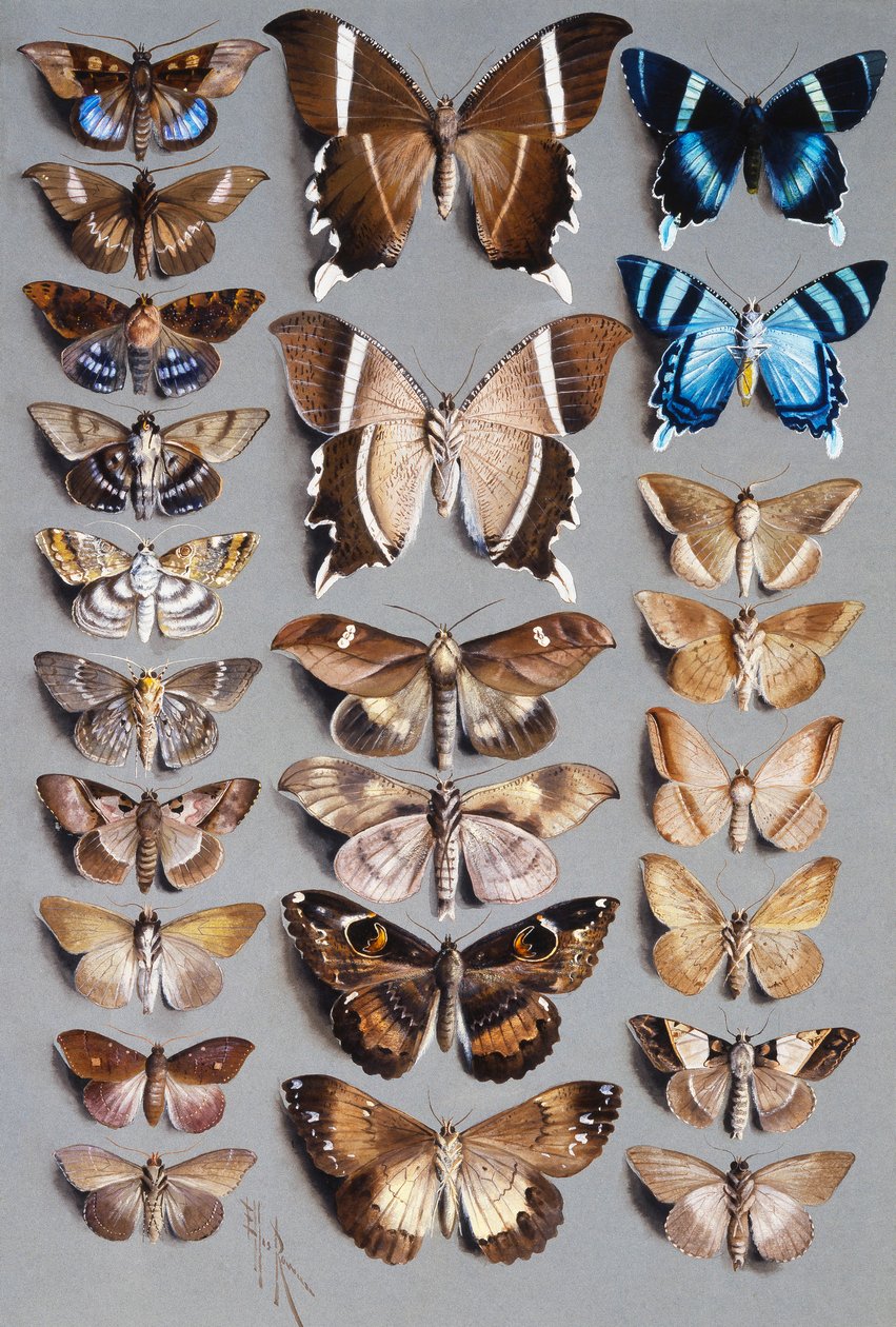 Huszonnégy lepke, három oszlopban, többnyire a Noctuidae családba tartozó alkotó: Marian Ellis Rowan