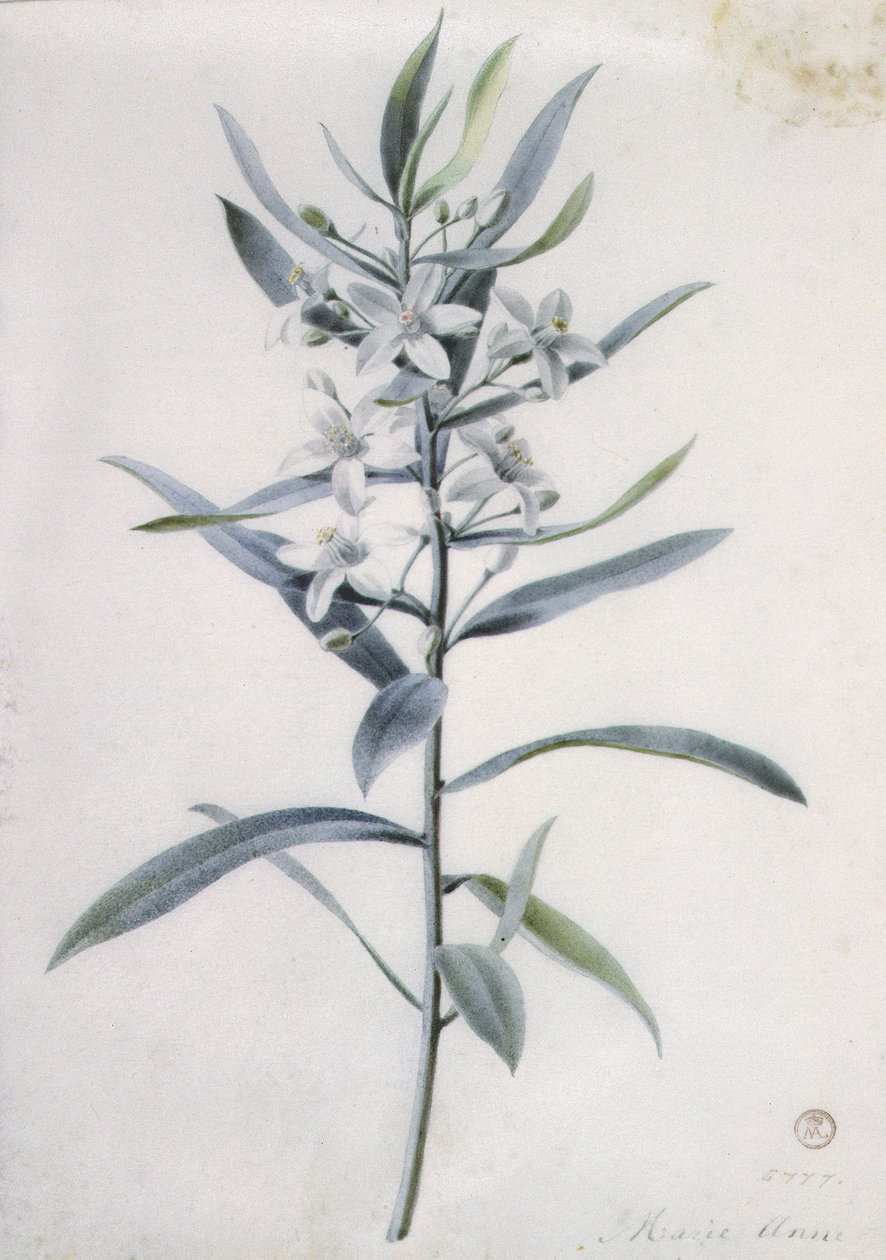 Virágdarabok, 18. század alkotó: Marie Anne