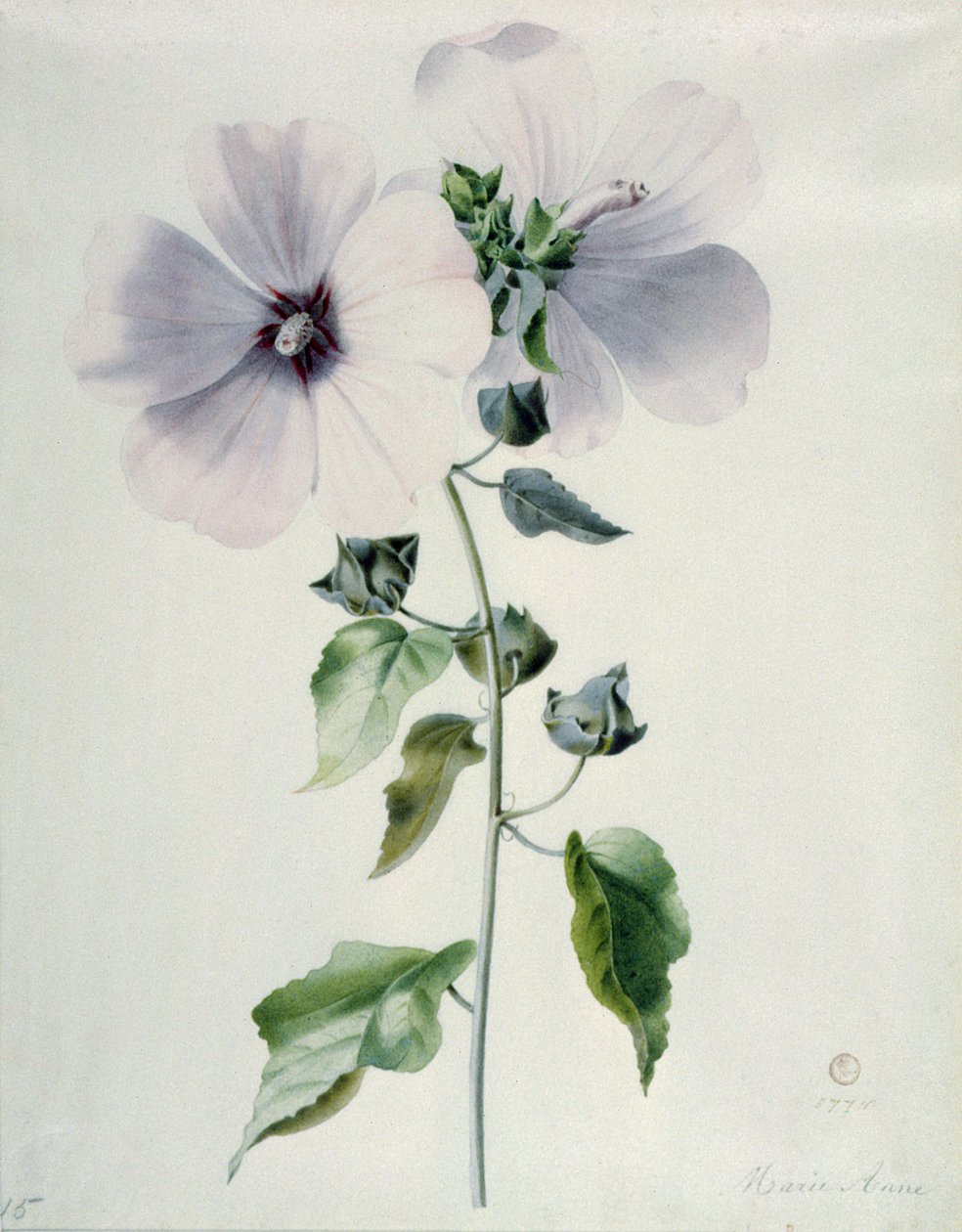 Musk Mályva, 18. század alkotó: Marie Anne
