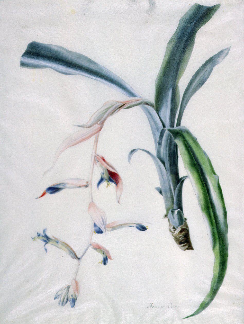 Orchidea, 18. század alkotó: Marie Anne
