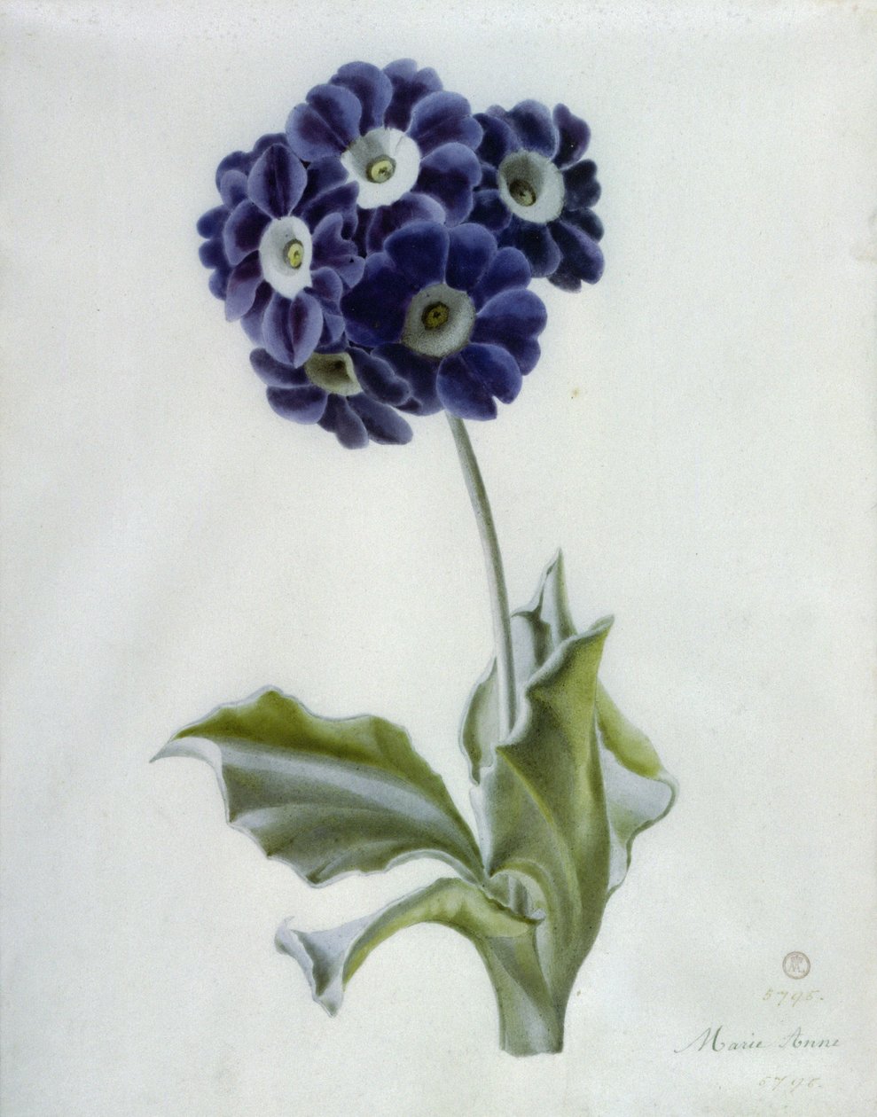 Tubarózsa alkotó: Marie Anne