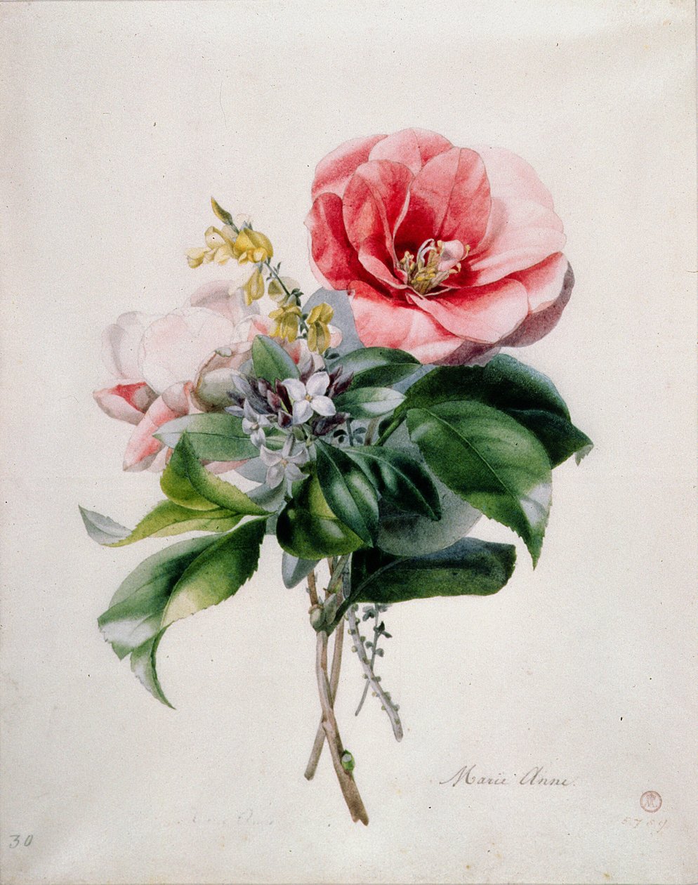 wamellia és Broom alkotó: Marie Anne