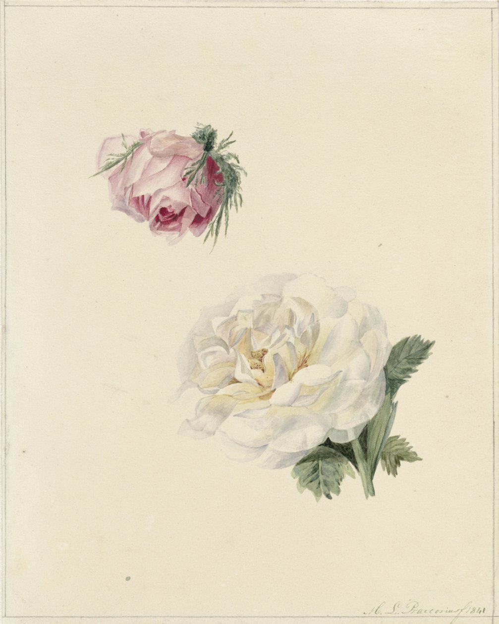 Egy rózsaszín és egy fehér rózsa tanulmányozása alkotó: Marie Louise Praetorius