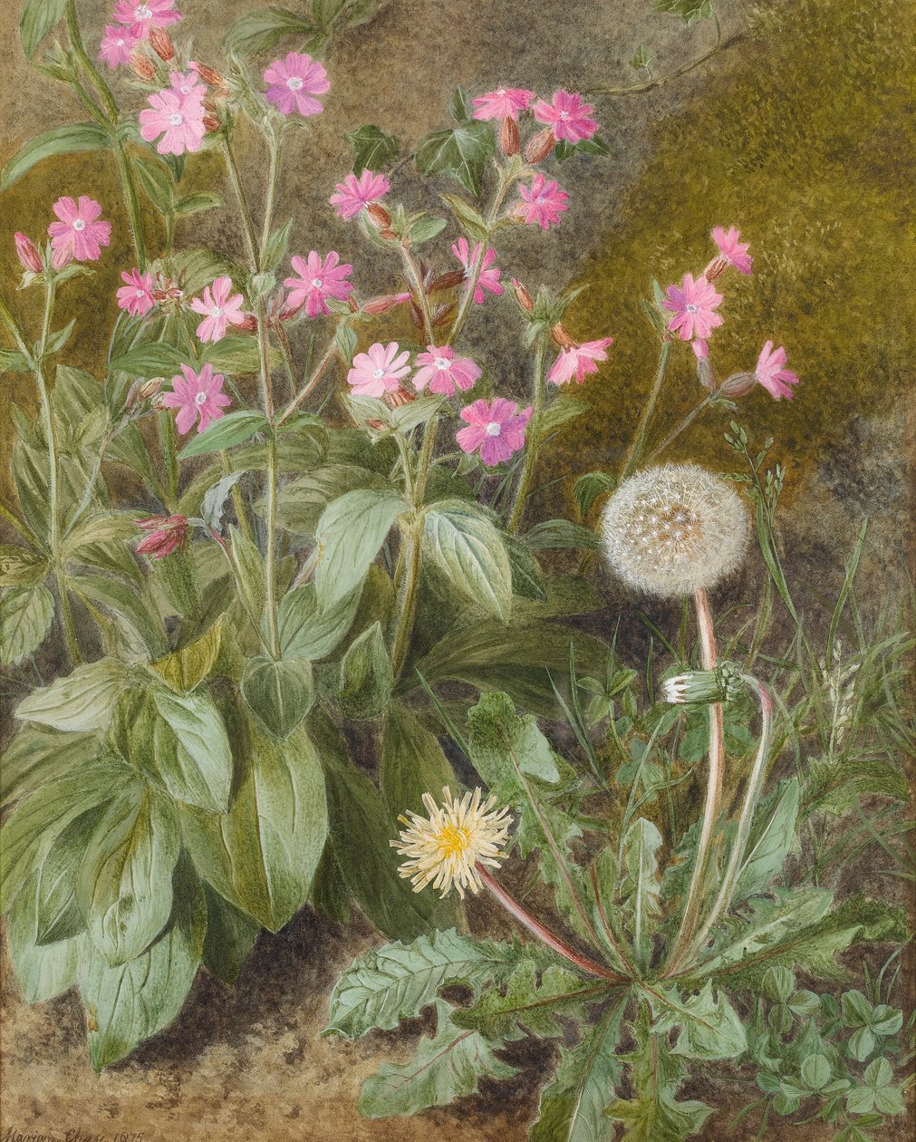Rose Campions és gyermekláncfű, 1875 (wc papíron) alkotó: Marion Chase