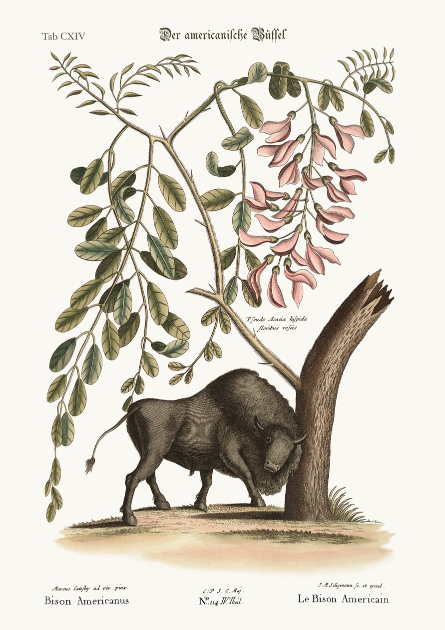 Az amerikai bölény, 1749-73 alkotó: Mark Catesby