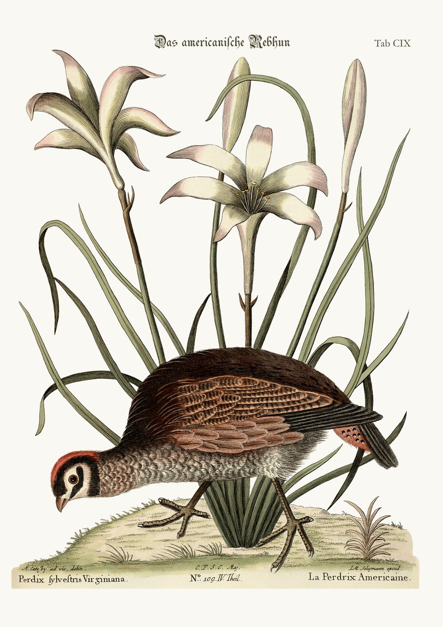 Az amerikai fogoly, 1749-73 alkotó: Mark Catesby