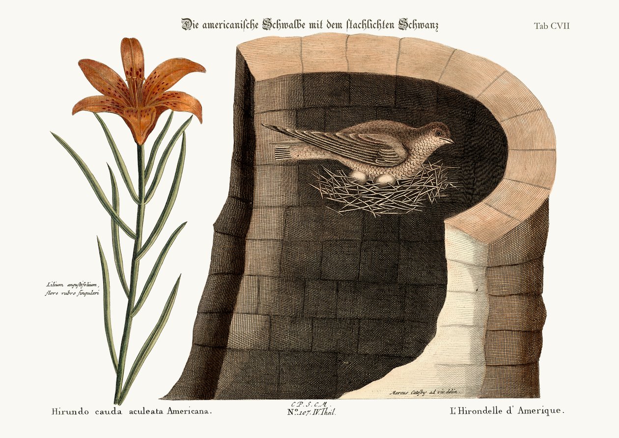 Az amerikai fecske, 1749-73 alkotó: Mark Catesby