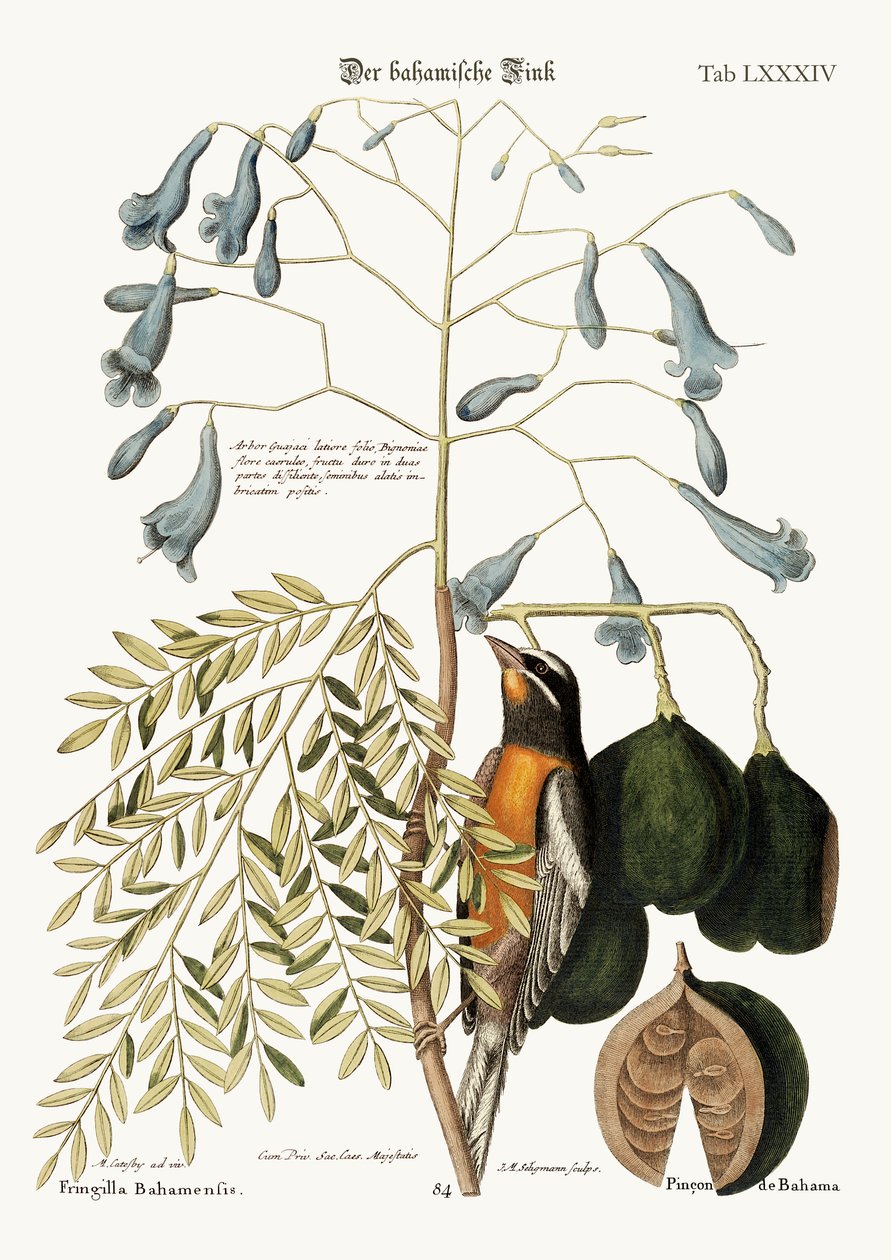 A bahamai pinty, 1749-73 alkotó: Mark Catesby