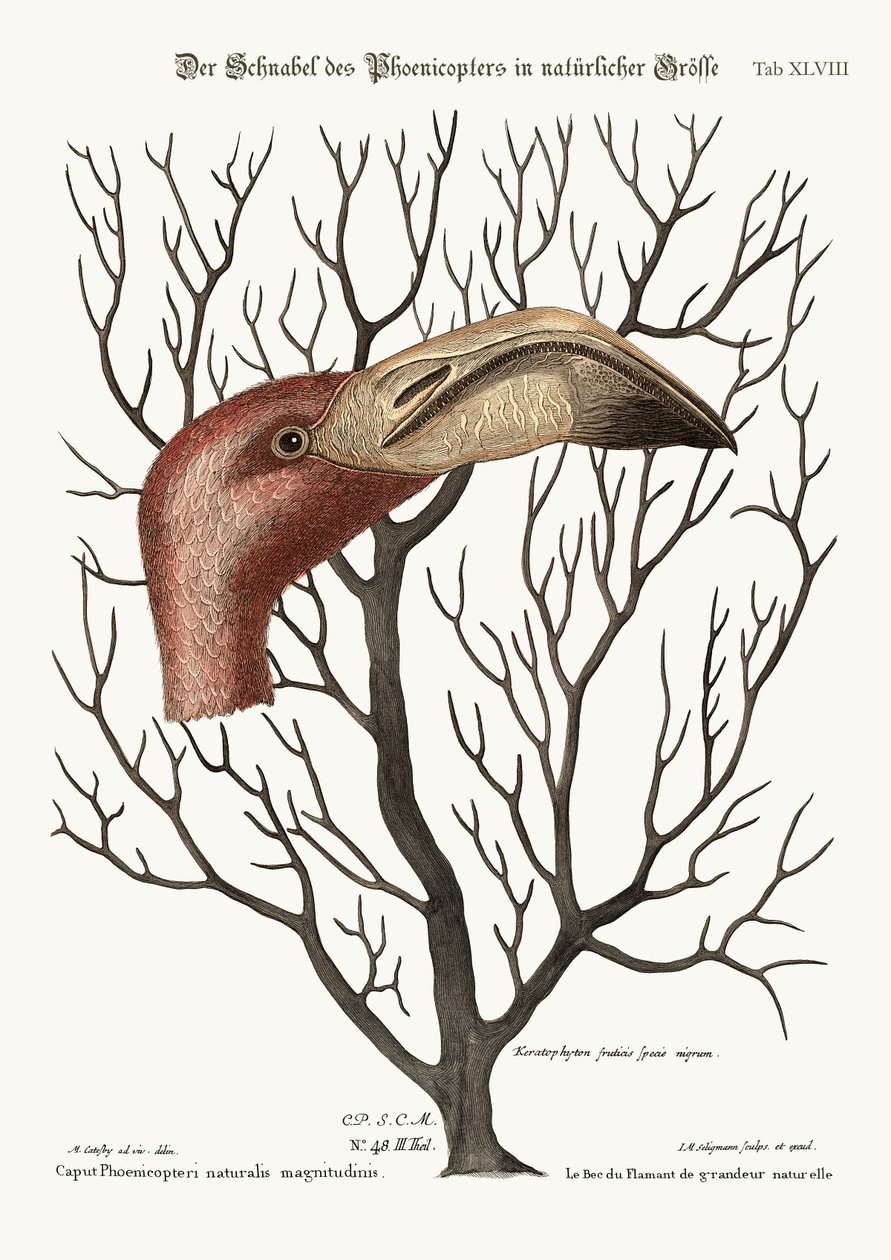 A Flamingó Bill teljes méretében, 1749-73 alkotó: Mark Catesby