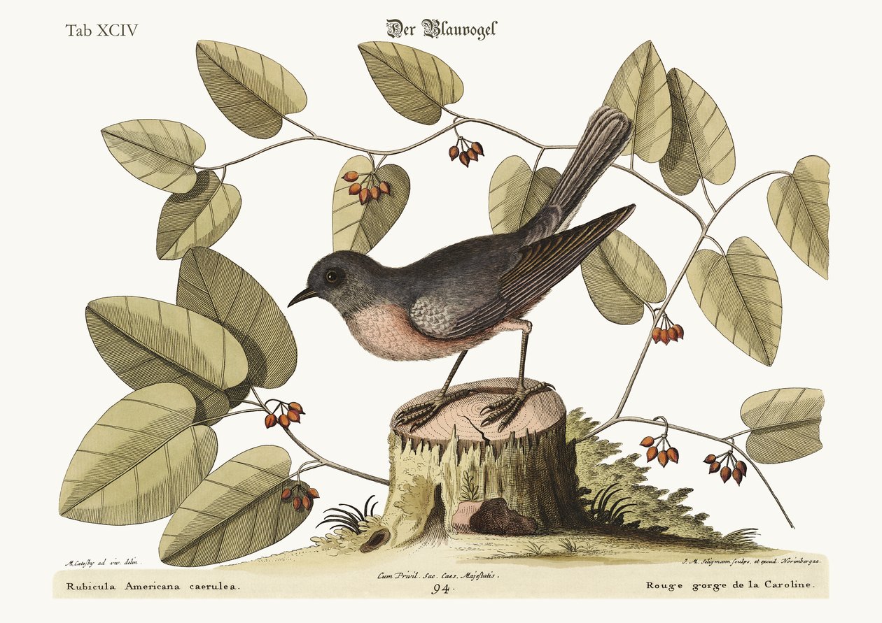 A kék madár, 1749-73 alkotó: Mark Catesby
