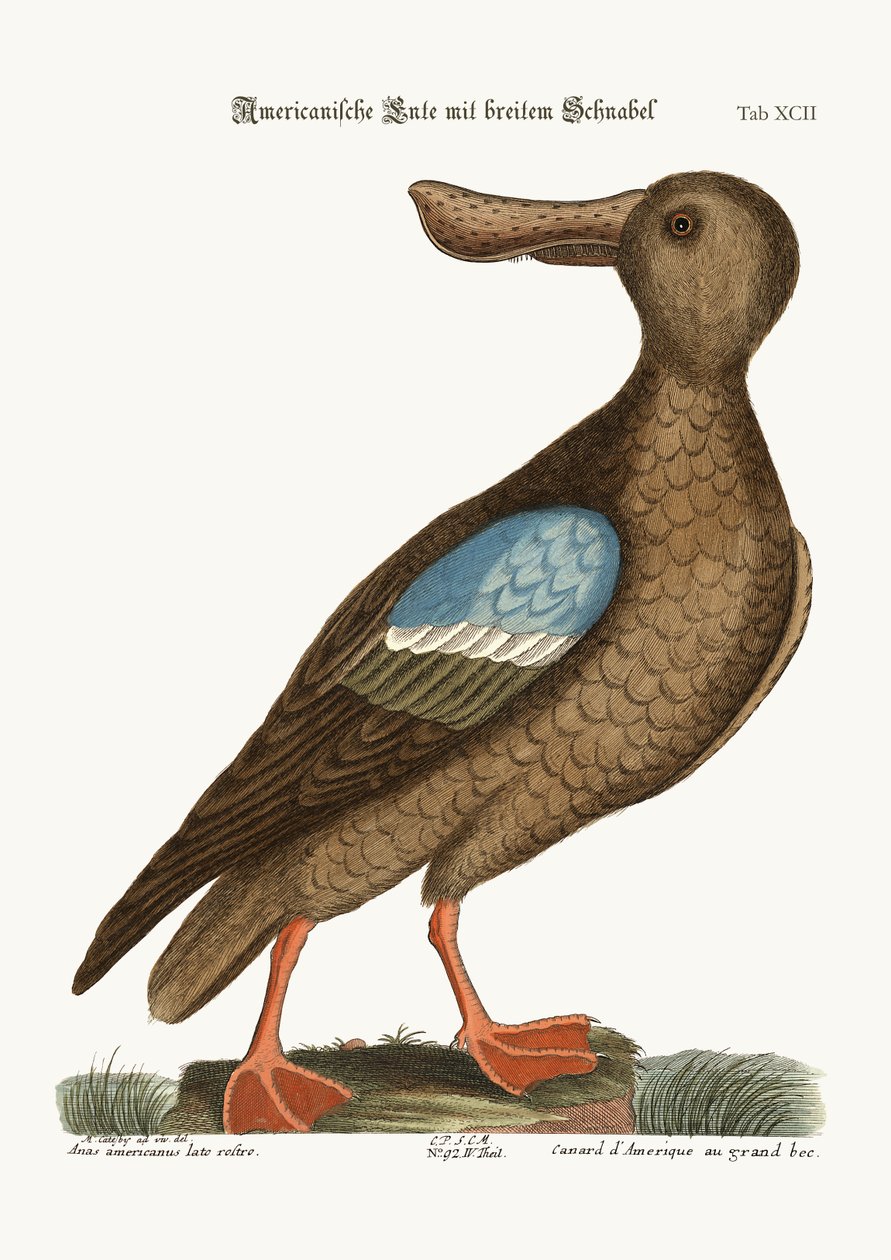A kékszárnyú lapátos, 1749-73 alkotó: Mark Catesby