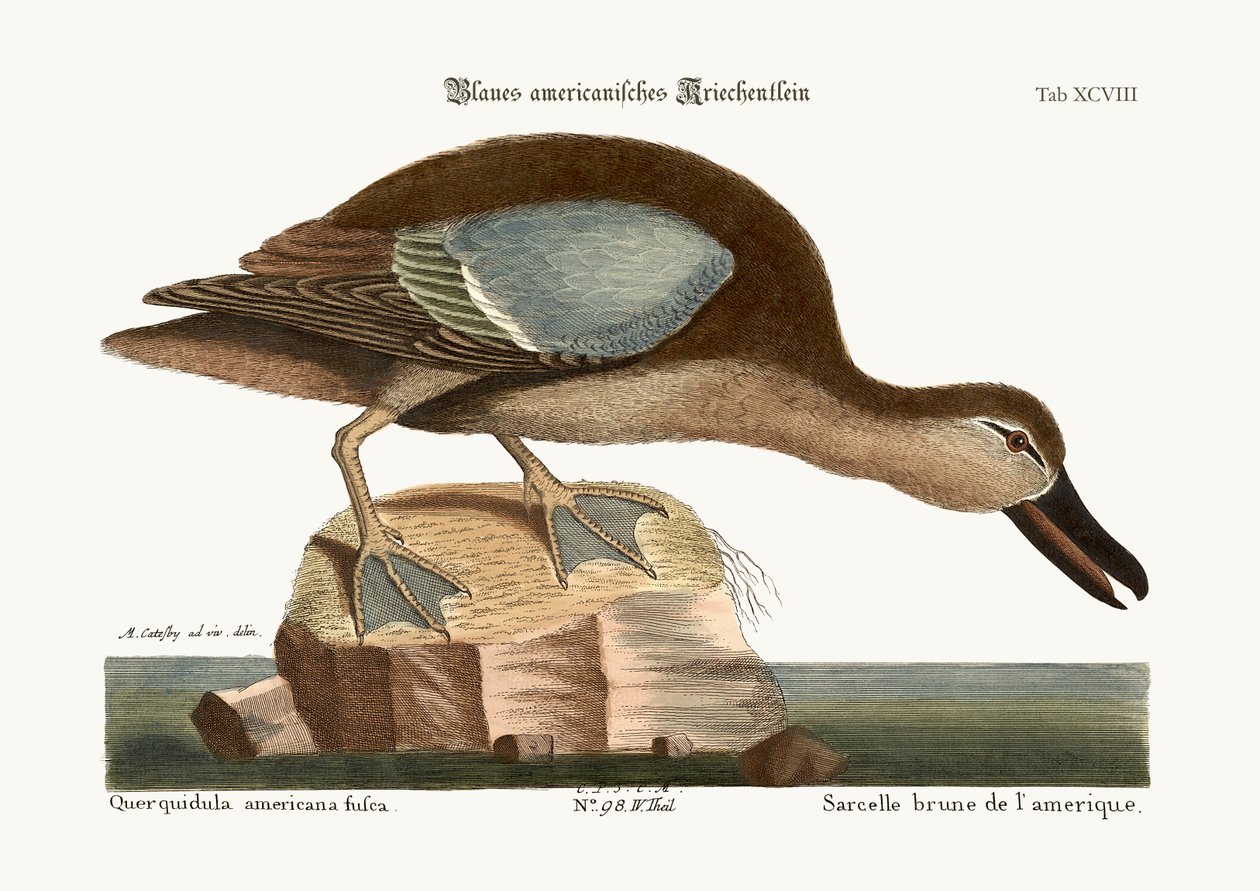A kékszárnyú kékeszöld, 1749-73 alkotó: Mark Catesby