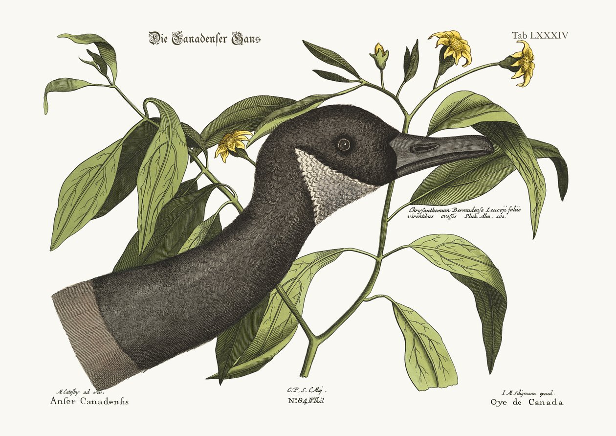 A kanadai lúd, 1749-73 alkotó: Mark Catesby