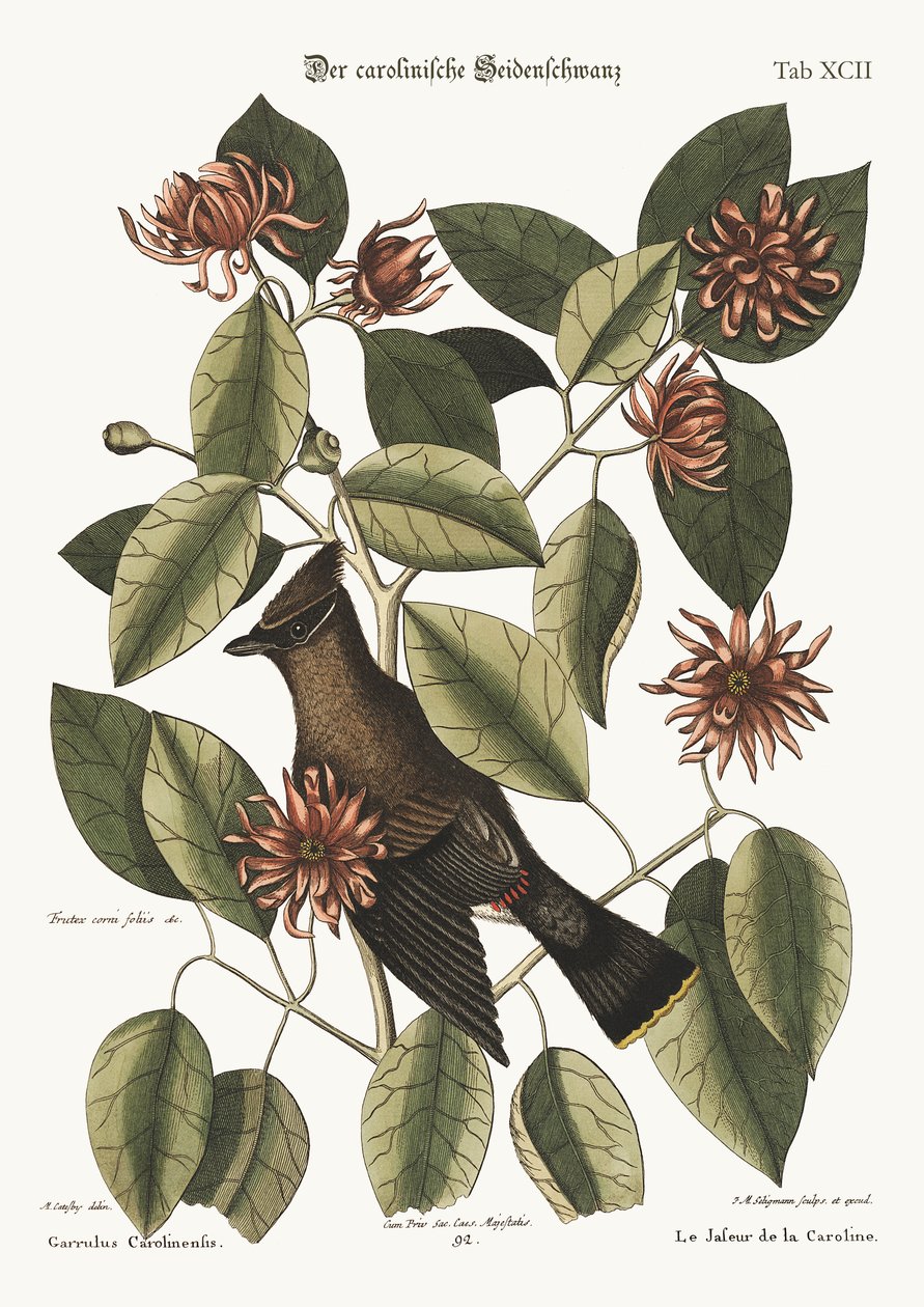 A fecsegő, 1749-73 alkotó: Mark Catesby