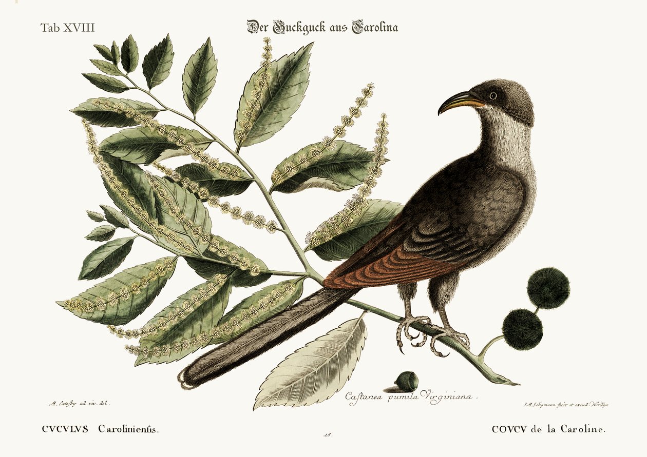 A karolinai kakukk, 1749-73 alkotó: Mark Catesby