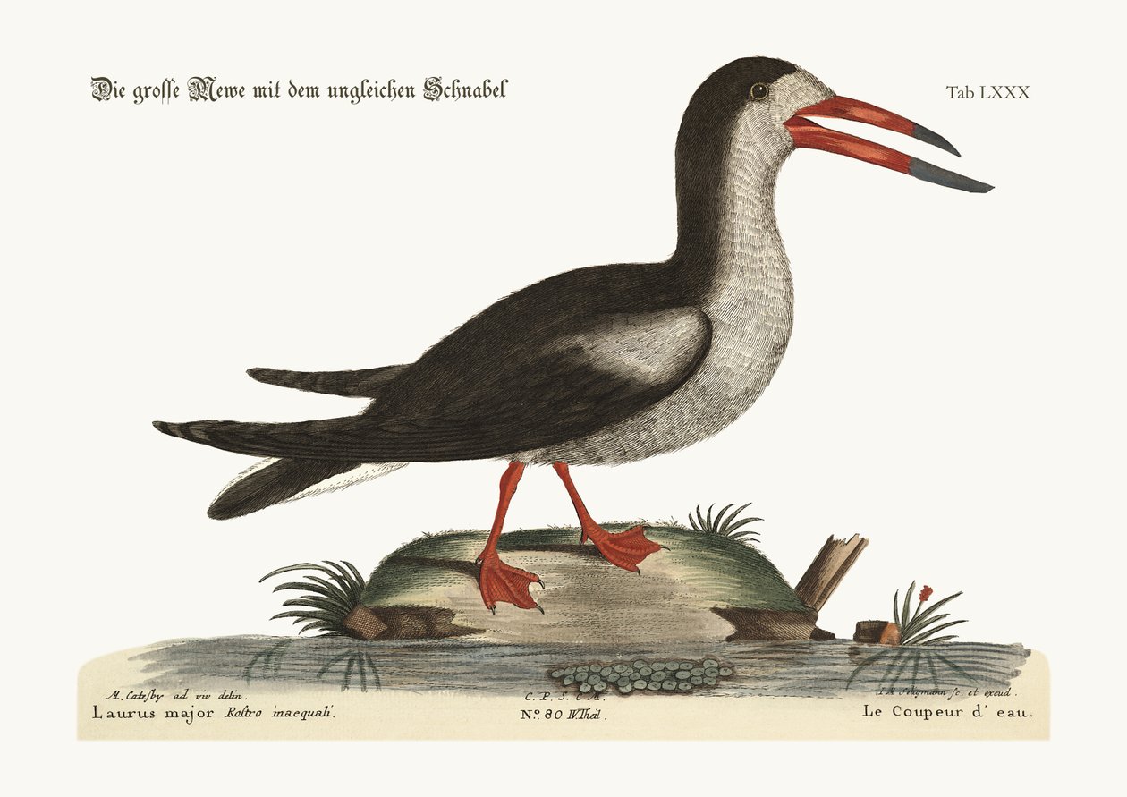 The Cut Water, 1749-73 alkotó: Mark Catesby
