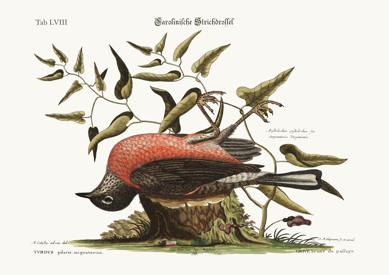 The Fieldfare of Carolina, 1749-73 alkotó: Mark Catesby