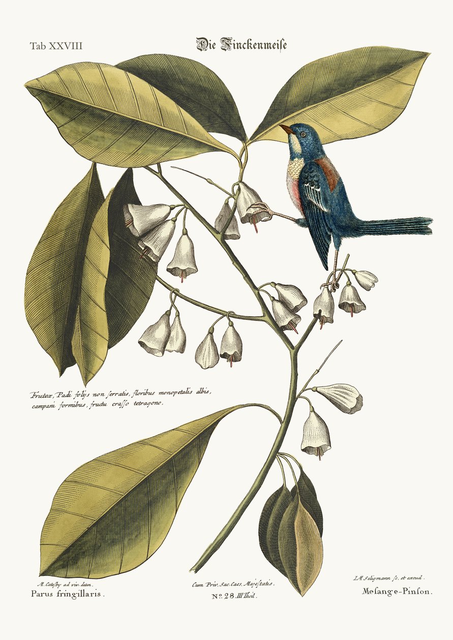 The Finch-Creeper, 1749-73 alkotó: Mark Catesby