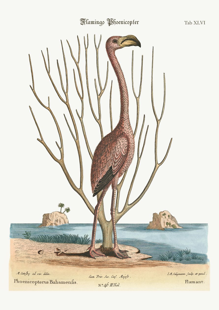 A flamingó, 1749-73 alkotó: Mark Catesby