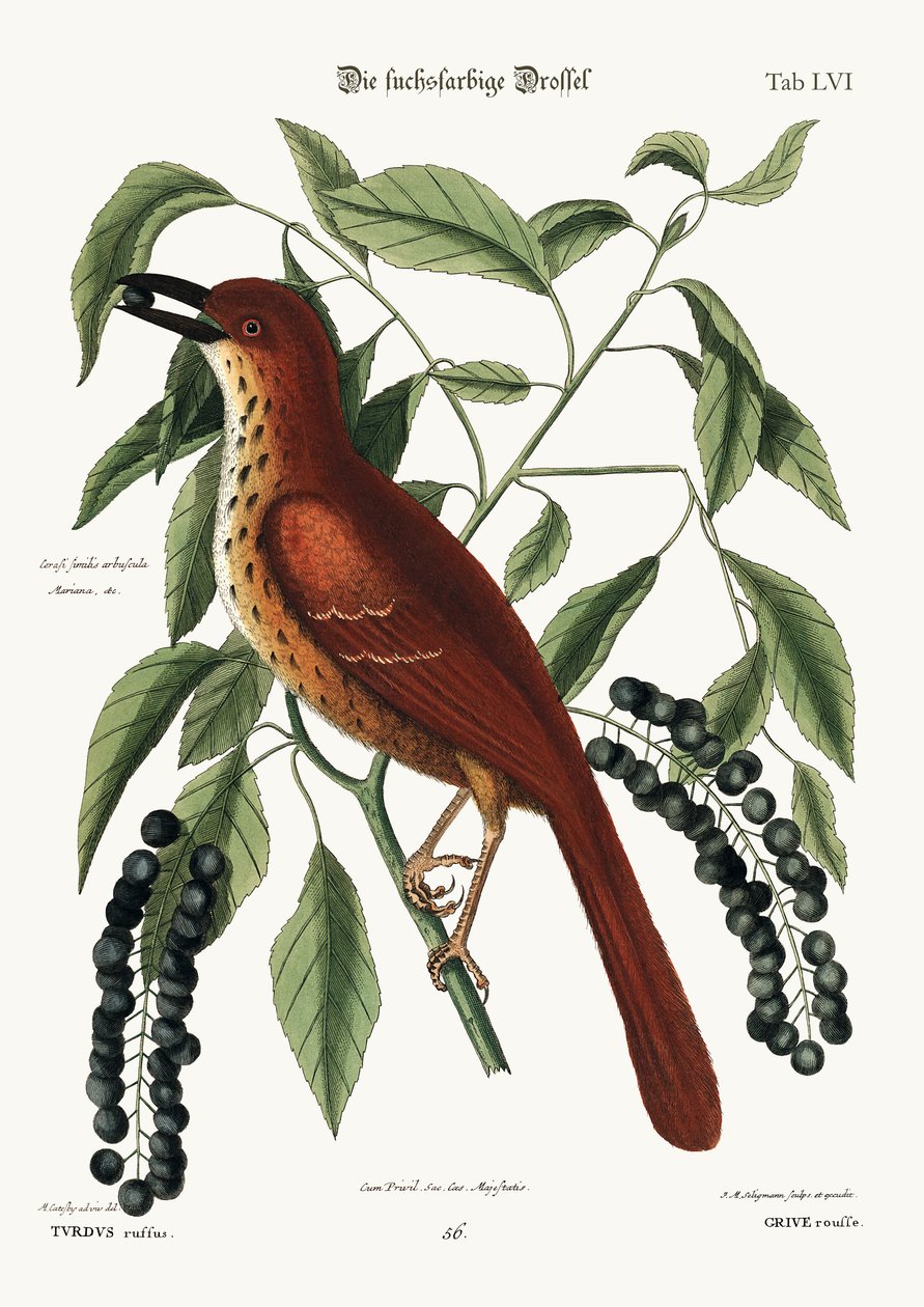 A rókaszínű rigó, 1749-73 alkotó: Mark Catesby