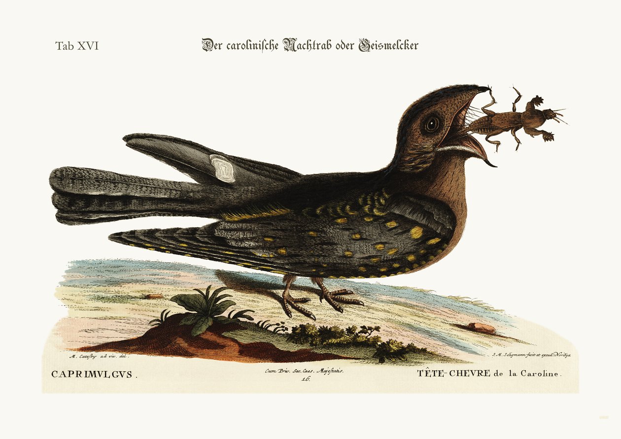 A karolinai kecskeszívó, 1749-73 alkotó: Mark Catesby